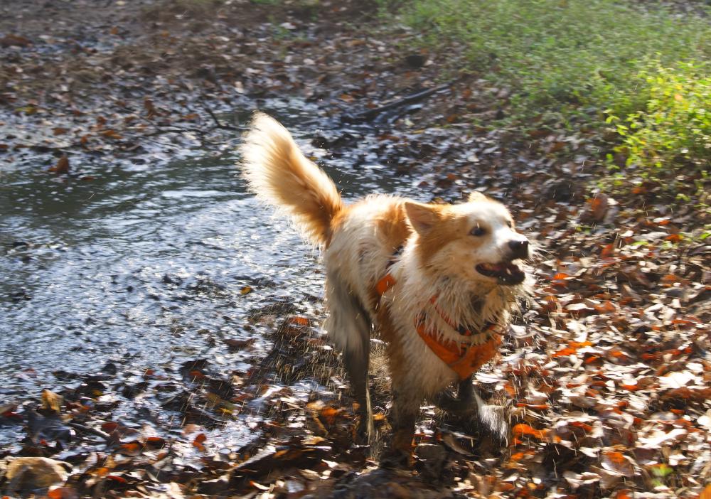 02_zoomies.jpg