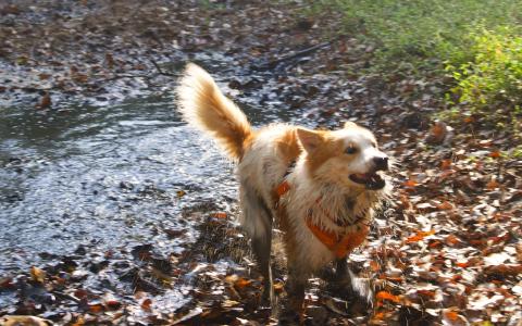 02_zoomies.jpg