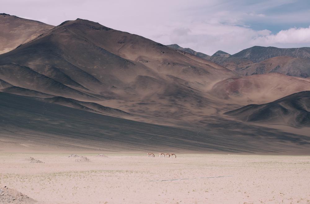 09_ladhki_wild_horses.jpg