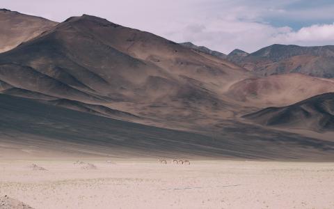 09_ladhki_wild_horses.jpg